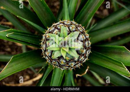 Ananas plantation; Faja de Baixo, Sao Miguel, Azores Stock Photo