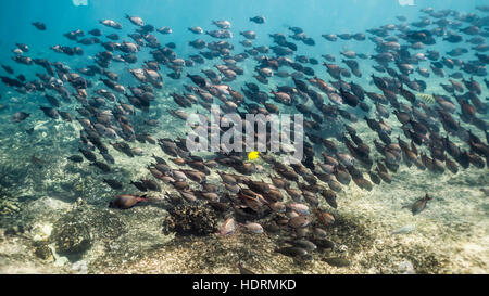 School of mostly Brown Surgeonfish (Acanthurus nigrofuscus) photographed while snorkeling the Kona coast Stock Photo