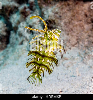 A juvenile Rockmover Wrasse ( Novaculichthys taeniourus) positioned over a coral sand off the Kona coast Stock Photo