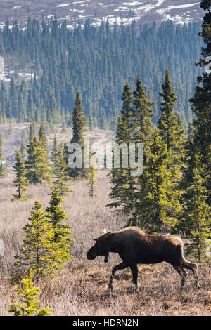 A Bull Moose (Alces Alces) Walks Across The Tundra, Growing Its Antlers And They Are Now Small And In Velvet, Denali National Park And Preserve, Ce... Stock Photo