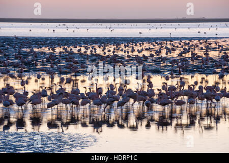 A huge colony of pink and white flamingos (Phoenicopteridae) is feeding during sunset at Walvis Bay on the Namibian coast; Namibia Stock Photo