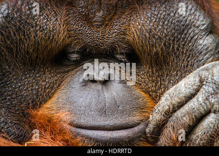 Orangutan portrait in Chiang Mai zoo, Thailand ; specie Pongo pygmaeus family of  Hominidae Stock Photo