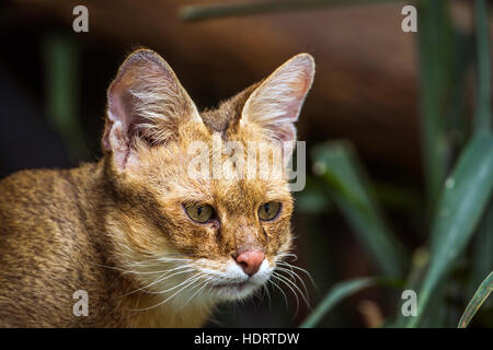 Jungle cat in Chiang Mai Zoo, Thailand ; specie Felis chaus family of Felidae Stock Photo