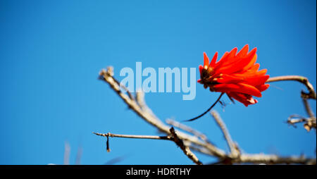 in south africa close up of erythrina lysistemon flower plant and clear sky Stock Photo