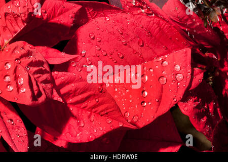 Dew drops collect on a Poinsettia leaf. The poinsettia (Euphorbia pulcherrima) is a commercially important plant species of the diverse spurge family indigenous to Mexico. It is known for its red and green foliage and widely used in Christmas floral displ Stock Photo