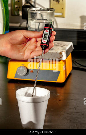 A digital thermometer is used to check the temperature of an unknown metal in a styrofoam cup used as a calorimeter in a San Clemente, CA, high school chemistry lab calorimetry experiment using the First Law of Thermodynamics. Calorimetry is the measuring Stock Photo