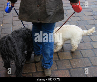 Woman walking two dogs on leads in rural market town Beverley, Yorkshire, England Red white and blue Stock Photo