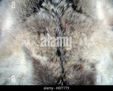 wolf fur texture background gray white black Stock Photo