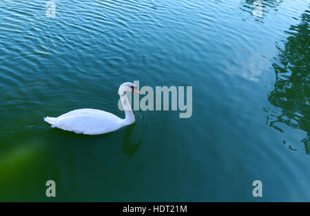 Swan on swan Lake in Astrakhan. Russia Stock Photo