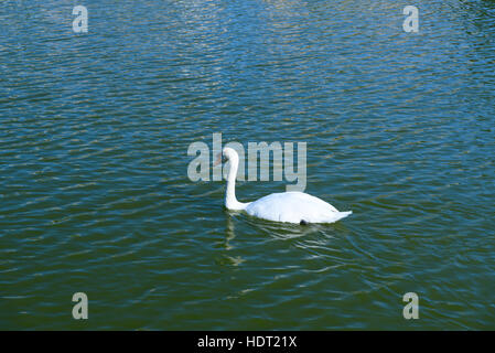 Swan on swan Lake in Astrakhan. Russia Stock Photo