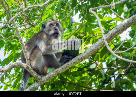 Crab-eating macaca in Koh Muk, Thailand ; specie Macaca fascicularis family of Cercopithecidae Stock Photo