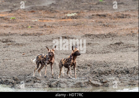 Wild Dog Kanga pan Mana Pools National Park pack Stock Photo