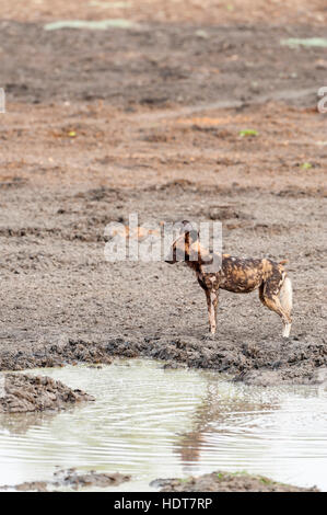 Wild Dog Kanga pan Mana Pools National Park pack Stock Photo