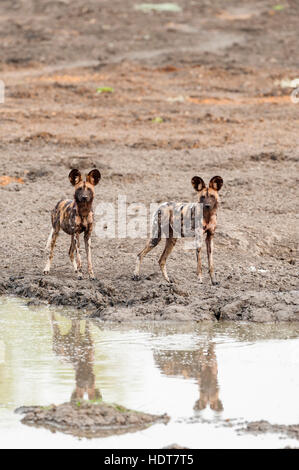 Wild Dog Kanga pan Mana Pools National Park pack Stock Photo