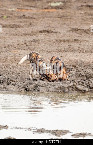 Wild Dog Kanga pan Mana Pools National Park pack Stock Photo