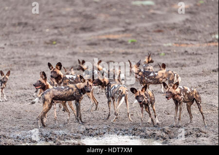 Wild Dog Kanga pan Mana Pools National Park pack Stock Photo