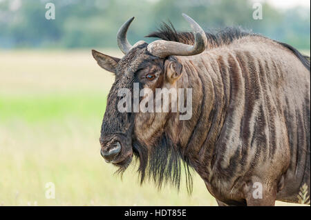 Connochaetes taurinus common wildebeest Hwange wet Stock Photo