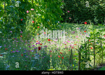 Wild flowers in small garden, Perry Hill, Worplesdon, Surrey, England, United Kingdom Stock Photo