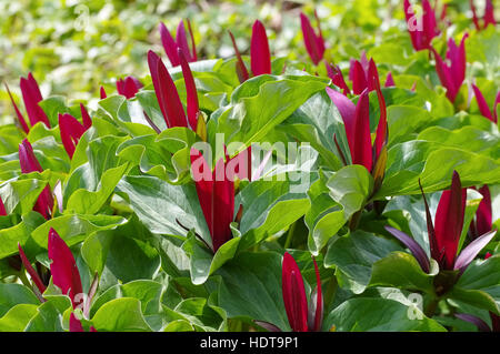 Geschecktes Dreiblatt - Trillium kurabayashii red blossom plant, the giant purple wakerobin Stock Photo