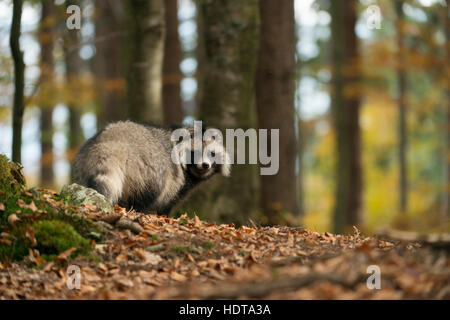 Raccoon dog ( Nyctereutes procyonoides ), adult animal, invasive species, stands in a forest, watches back, autumnal colors. Stock Photo