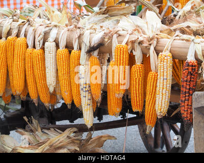Ripe dried corn cobs hanging on the old wooden wagon Stock Photo
