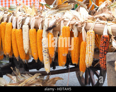 Ripe dried corn cobs hanging on the old wooden wagon Stock Photo