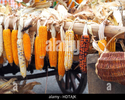 Ripe dried corn cobs hanging on the old wooden wagon Stock Photo