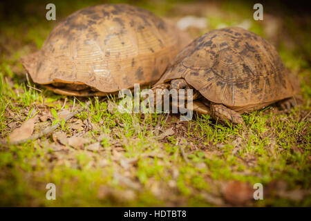 Two terrestrial turtles resting on the grass Stock Photo