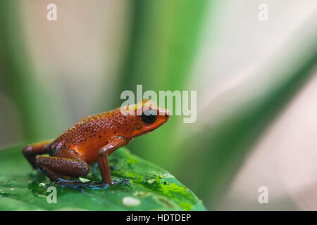 Strawberry poison-dart frog (Oophaga pumilio) sitting on leaf, Tortuguero National Park, Costa Rica Stock Photo