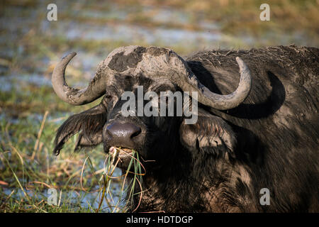 African or Cape buffalo (Syncerus caffer) feeding, Chobe River, Chobe National Park, Botswana Stock Photo