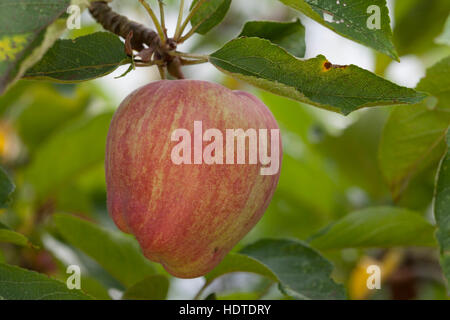 Apple (Malus sp.) on tree, Altes Land, Lower Saxony, Germany Stock Photo