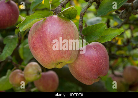 Apples (Malus sp.) on tree, Altes Land, Lower Saxony, Germany Stock Photo