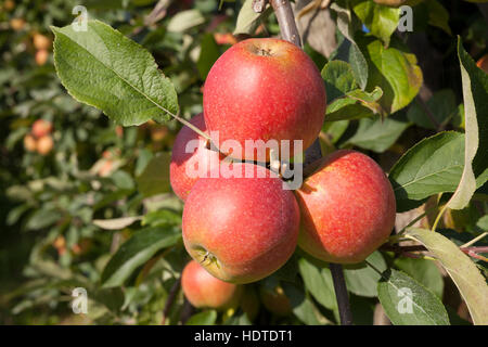 Apples (Malus sp.) on tree, Altes Land, Lower Saxony, Germany Stock Photo