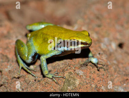 Green Mantella (Mantella viridis), dry forest, Nosy Hara National Park, northwest, Madagascar Stock Photo