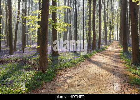 hiking path in spring flowering forest during sunny morning Stock Photo