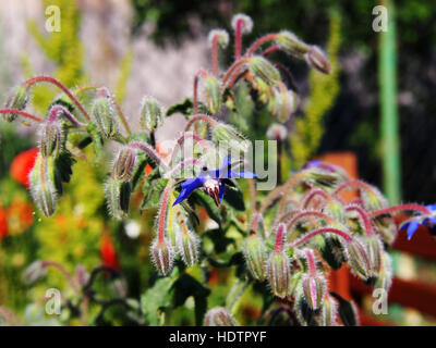 Borago officinalis - Borage, Starflower in full bloom Stock Photo