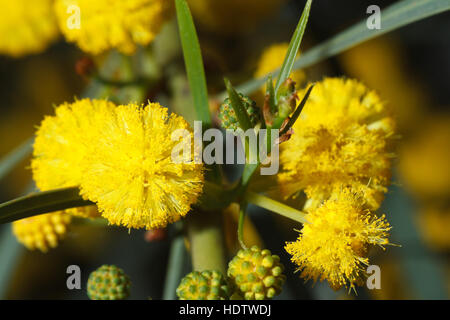 Beautiful flowers of yellow mimosa macro outdoors, horizontal Stock Photo