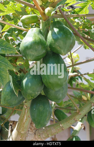 Papaya tree with unripe fruits close-up. vertical Stock Photo