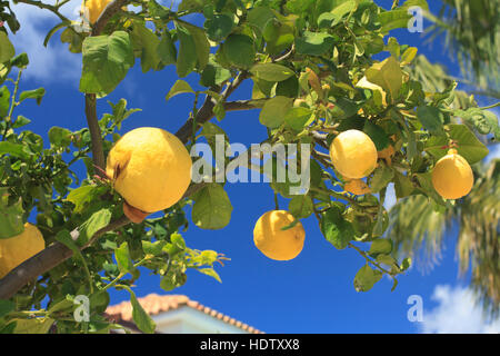 Ripe tangerines on a tree branch close-up. horizontal, outdoors Stock Photo