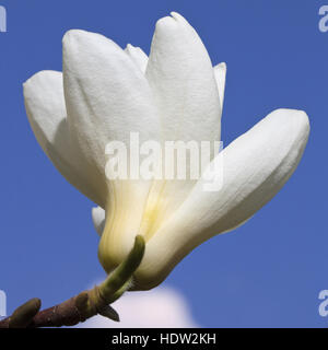 A beautiful white magnolia flower against the blue sky, macro Stock Photo