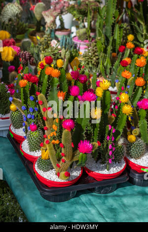 Lucca city street market stretches from the Porta Santa Maria along the Via Borga Giannotti with everything from food to pets. Stock Photo