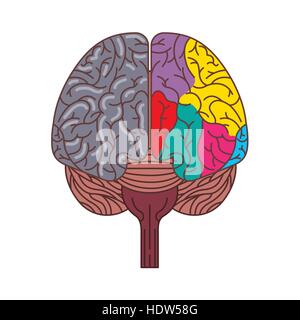 human brain with two cerebral hemispheres icon over white background. colorful design. vector illustraiton Stock Vector