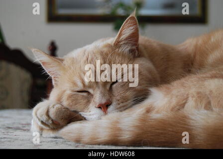 cat sleeping on table Stock Photo