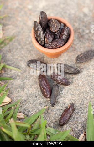 Fava tonka hi-res stock photography and images - Alamy