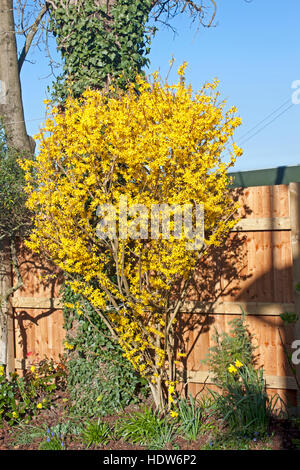Winter flowering Jasmine (Jasminum nudiflorum) in a suburban garden Stock Photo
