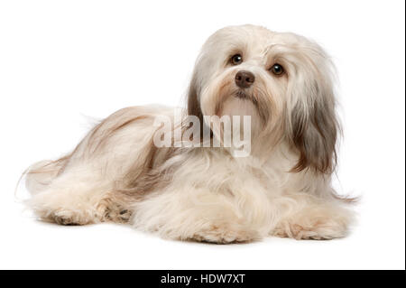 Charming chocolate sable colored havanese dog is lying in the grass ...