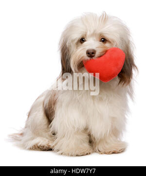 Lover chocolate valentine havanese dog holding a red heart in her mouth Stock Photo