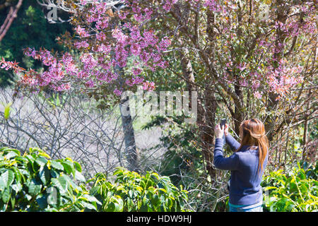 Himalayan Cherry (Prunus cerasoides) blooming at Doi angkhang mountain Chiangmai, Thailand Stock Photo