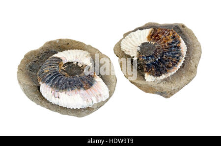 Ammonite inside a concretion Stock Photo
