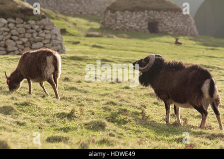 Grazing Soay ewe with a ram 'flehming' behind her during the autumn rut on the island of Hirta, St Kilda archipelago, Scotland Stock Photo
